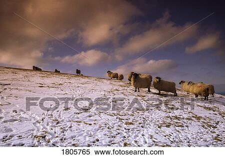 Sheep in Co Antrim, Ireland View Large Photo Image Stock Photography - Sheep in Co Antrim, Ireland. Fotosearch