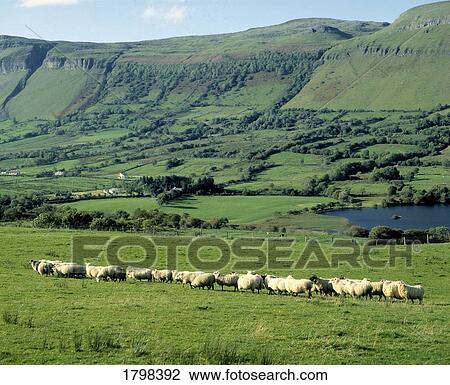 Sheep in front of Ben Bulben in County Sligo, Ireland View Large Photo Image Stock Image - Sheep in front of Ben Bulben in County Sligo, Ireland. Fotosearch