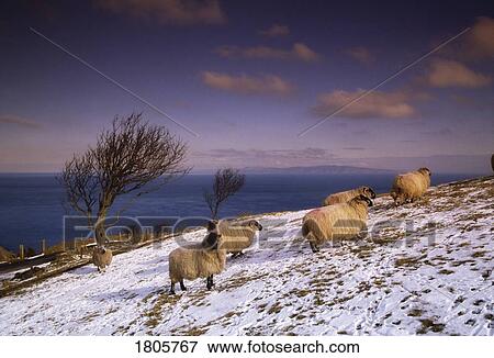 Sheep in the snow, Ireland View Large Photo Image Stock Photo - Sheep in the snow, Ireland. Fotosearch