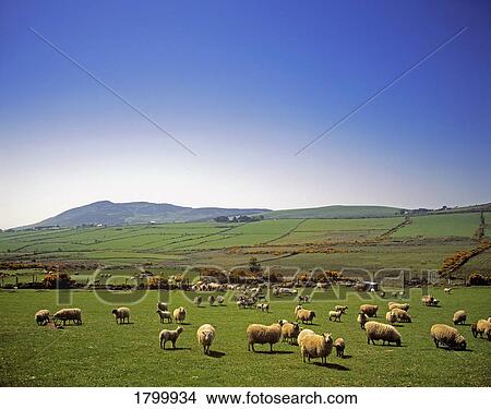 Picture - Sheep on Cooley Peninsula in County Louth, Ireland. Fotosearch