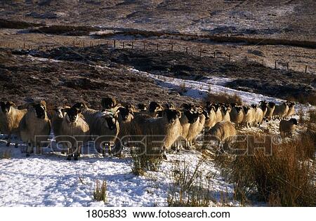Stock Image - Sheep, Winter in Glenshane, Co Derry, Ireland. Fotosearch