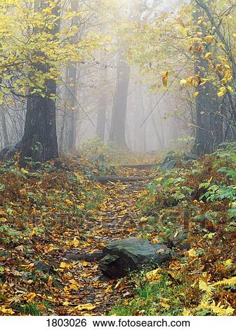 Stock Photograph - Shenandoah National Park in Virginia, USA. Fotosearch