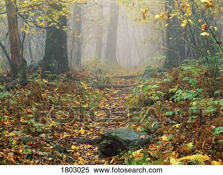 Shenandoah National Park in Virginia View Large Photo Image Stock Photography - Shenandoah National Park in Virginia. Fotosearch