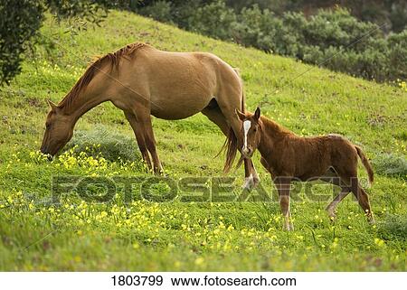 Side view of horse and foal grazing in meadow View Large Photo Image Stock Photo - Side view of horse and foal grazing in meadow . Fotosearch