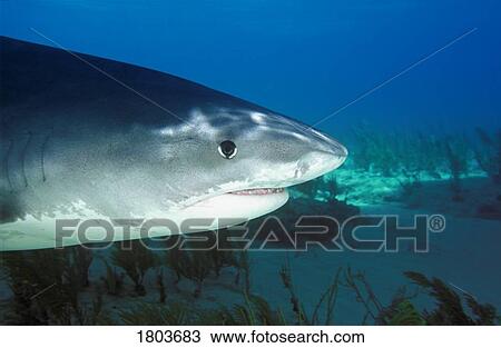 Side view of Tiger Shark, Galeocerdo cuvier View Large Photo Image Stock Image - Side view of Tiger Shark, Galeocerdo cuvier . Fotosearch