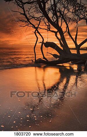 Stock Image - Silhouette of tree at water's edge, Maui, Hawaii, USA . Fotosearch