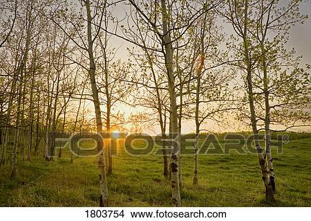 Picture - Springtime sunset with trees in Alberta . Fotosearch