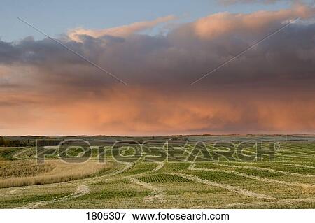 Storm cloud over field in Alberta, Canada View Large Photo Image Stock Photo - Storm cloud over field in Alberta, Canada . Fotosearch