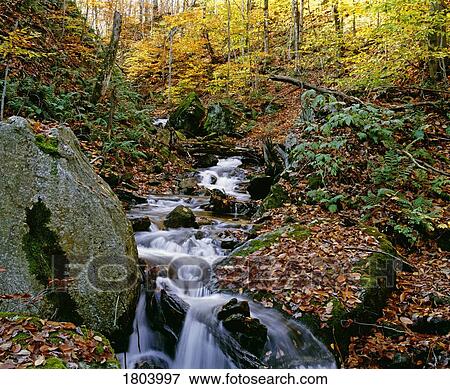 Stream flowing through forest in autumn View Large Photo Image Stock Photo - Stream flowing through forest in autumn. Fotosearch