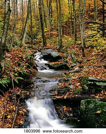 Stream flowing through forest in autumn View Large Photo Image Stock Photograph - Stream flowing through forest in autumn. Fotosearch