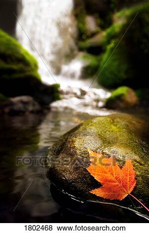 Stream in autumn View Large Photo Image Stock Photo - Stream in autumn. Fotosearch
