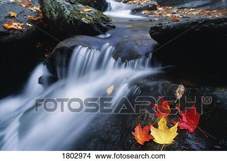 Picture - Stream in Shenandoah National Park, Virginia . Fotosearch
