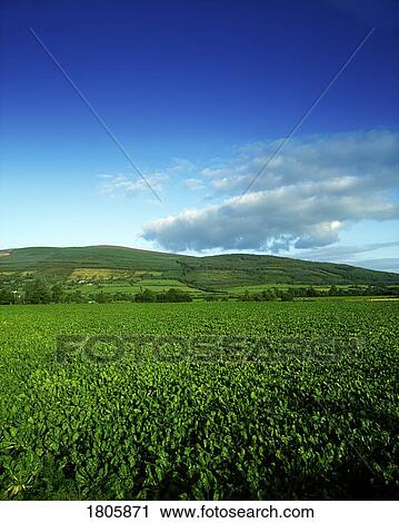 Sugar Beet, Near Clonmel, Co Tipperary, Ireland View Large Photo Image Stock Image - Sugar Beet, Near Clonmel, Co Tipperary, Ireland. Fotosearch