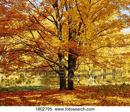 Stock Photography - Sugar Maple tree in Autumn. Fotosearch