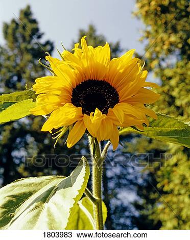 Stock Image - Sunflower. Fotosearch