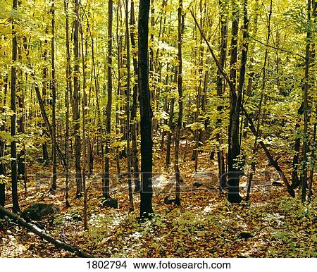 Sunlight through the forest View Large Photo Image Picture - Sunlight through the forest. Fotosearch