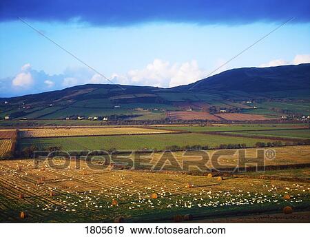 Swans, View Large Photo Image Stock Photo - Swans, . Fotosearch