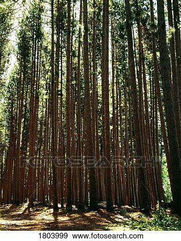 Stock Photo - Tall trees in the forest. Fotosearch