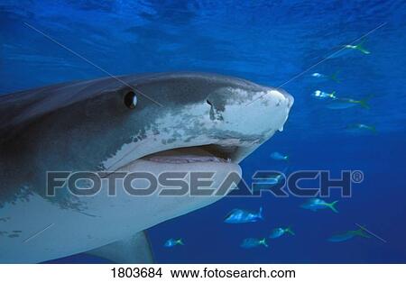 Tiger Shark, Galeocerdo cuvier, swimming with fish View Large Photo Image Picture - Tiger Shark, Galeocerdo cuvier, swimming with fish . Fotosearch