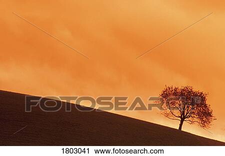 Stock Image - Tree at dusk in the Black Forest, Germany. Fotosearch
