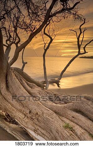Tree at water's edge View Large Photo Image Stock Photo - Tree at water's edge . Fotosearch