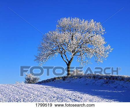 Tree in winter, Ireland View Large Photo Image Stock Photo - Tree in winter, Ireland. Fotosearch