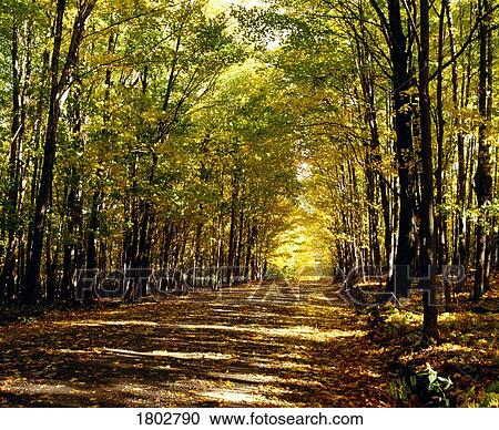 Stock Image - Tree lined road in Autumn. Fotosearch