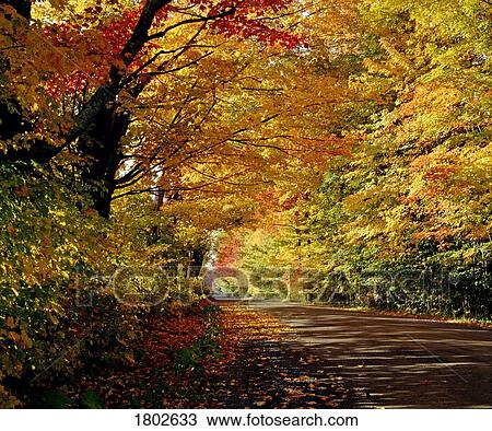 Tree lined road in the fall View Large Photo Image Stock Image - Tree lined road in the fall. Fotosearch
