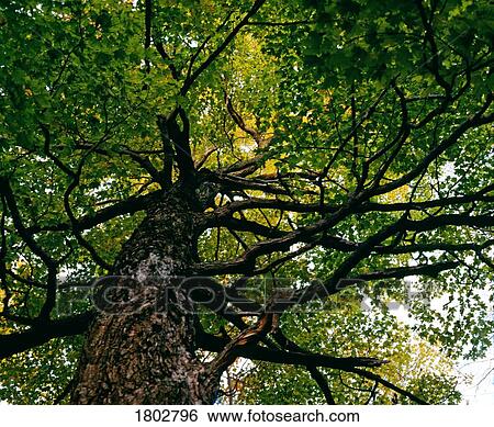 Stock Photograph - Tree, low angle view. Fotosearch