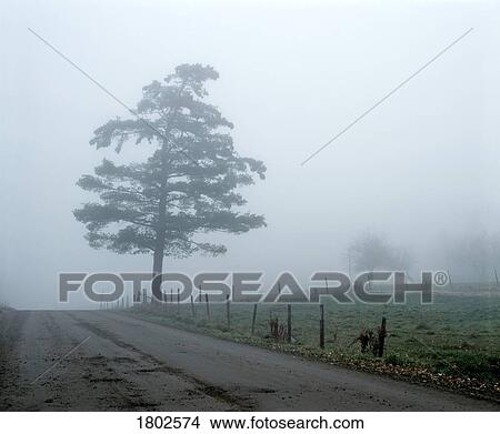 Tree on side of country road View Large Photo Image Picture - Tree on side of country road. Fotosearch