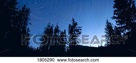 Tree silhouettes against star trails View Large Photo Image Stock Image - Tree silhouettes against star trails. Fotosearch