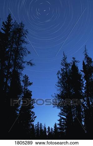 Tree silhouettes against star trails View Large Photo Image Stock Photo - Tree silhouettes against star trails. Fotosearch