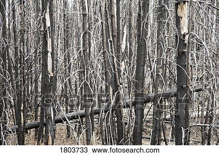 Trees after the forest fire View Large Photo Image Stock Image - Trees after the forest fire. Fotosearch