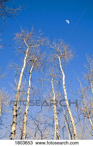 Trees and moon in winter, Chickakoo Lake Recreation Area, Alberta, Canada View Large Photo Image Stock Image - Trees and moon in winter, Chickakoo Lake Recreation Area, Alberta, Canada. Fotosearch