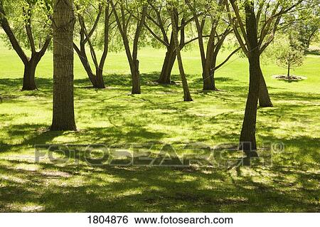 Trees in a park View Large Photo Image Stock Photograph - Trees in a park. Fotosearch
