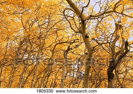 Trees in autumn, Alberta, Canada View Large Photo Image Stock Image - Trees in autumn, Alberta, Canada . Fotosearch