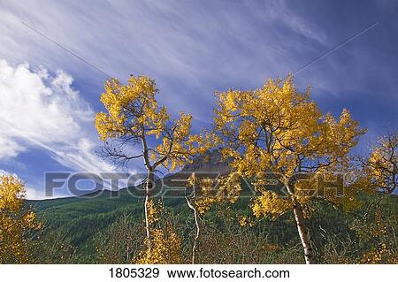 Stock Photo - Trees in autumn and sky, Alberta, Canada . Fotosearch