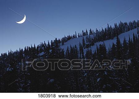 Stock Photo - Trees in snow with crescent moon. Fotosearch