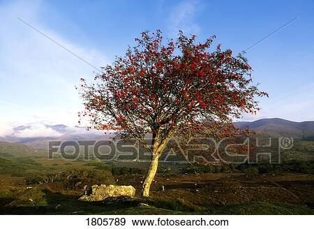 Stock Photo - Trees, Ladies View, Ring of Kerry, Ireland. Fotosearch