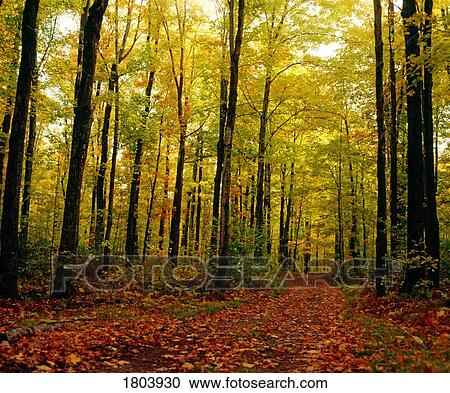 Trees with autumn leaves in the forest View Large Photo Image Stock Image - Trees with autumn leaves in the forest. Fotosearch