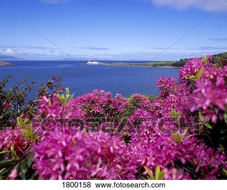 Valentia Lighthouse from the Glanleam Gardens in County Kerry, Ireland View Large Photo Image Stock Photo - Valentia Lighthouse from the Glanleam Gardens in County Kerry, Ireland. Fotosearch