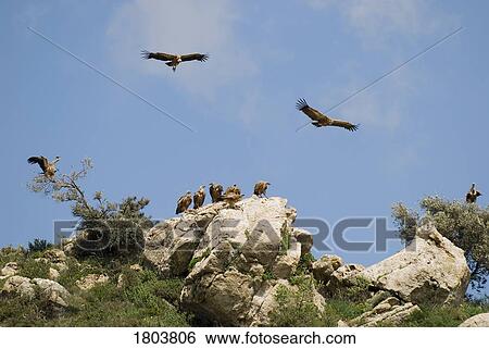 Vultures in Southern Spain View Large Photo Image Stock Photograph - Vultures in Southern Spain . Fotosearch