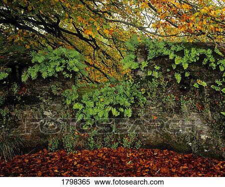Wall and autumn leaves View Large Photo Image Stock Photography - Wall and autumn leaves. Fotosearch