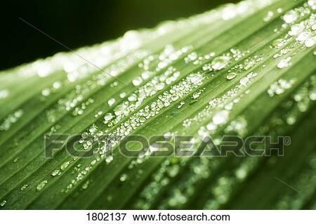 Water drops on a leaf View Large Photo Image Stock Photo - Water drops on a leaf. Fotosearch