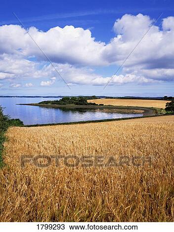 Wheat field, Co. Down, Ireland View Large Photo Image Stock Image - Wheat field, Co. Down, Ireland. Fotosearch
