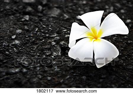 Stock Photo - White flower on the ground. Fotosearch