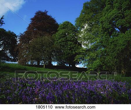 Stock Image - Wild Garden in Ireland. Fotosearch