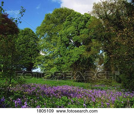 Wild Garden in Ireland View Large Photo Image Stock Photo - Wild Garden in Ireland. Fotosearch