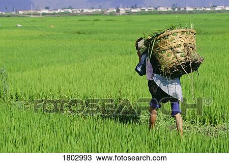 Woman working in a rice field in the Yunnan province of China View Large Photo Image Stock Image - Woman working in a rice field in the Yunnan province of China . Fotosearch