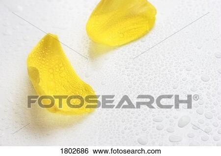 Stock Photograph - Yellow flower petals. Fotosearch